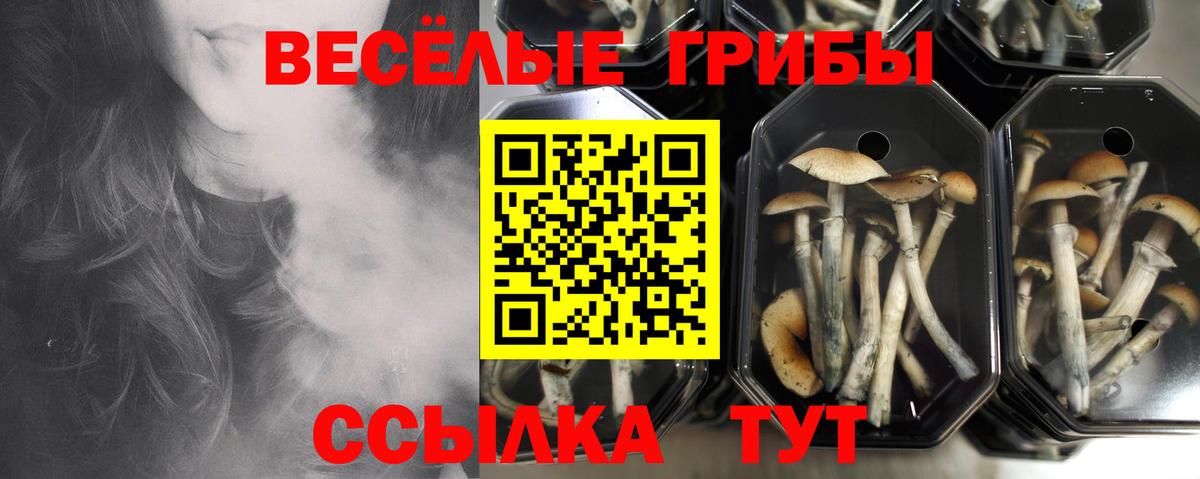 Тельмана  Псилоцибиновые грибы MAGIC MUSHROOMS  Вход с VPN 